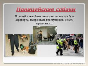 Полицейские собакиПолицейские собаки помогают нести службу в аэропорту, задержив