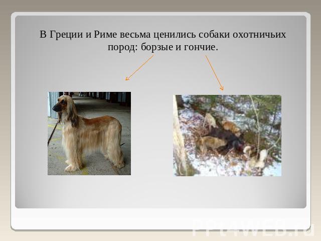 В Греции и Риме весьма ценились собаки охотничьих пород: борзые и гончие.