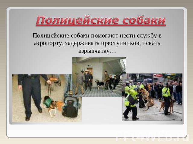 Полицейские собакиПолицейские собаки помогают нести службу в аэропорту, задерживать преступников, искать взрывчатку…