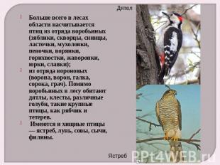 Больше всего в лесах области насчитывается птиц из отряда воробьиных (зяблики, с