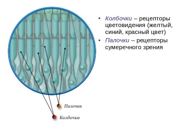 Колбочки – рецепторы цветовидения (желтый, синий, красный цвет)Палочки – рецепторы сумеречного зрения