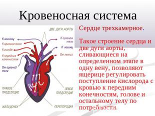 Кровеносная системаСердце трехкамерное.Такое строение сердца и две дуги аорты, с
