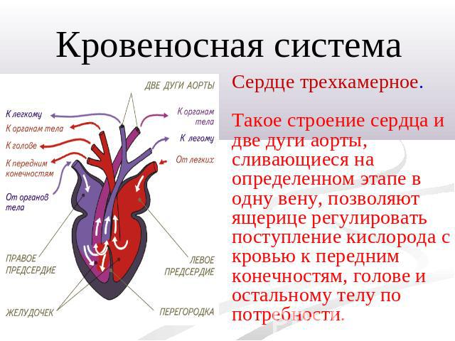 Кровеносная системаСердце трехкамерное.Такое строение сердца и две дуги аорты, сливающиеся на определенном этапе в одну вену, позволяют ящерице регулировать поступление кислорода с кровью к передним конечностям, голове и остальному телу по потребности.