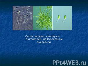 Слева направо: динобрион балтийский, жёлто-зелёные водоросли