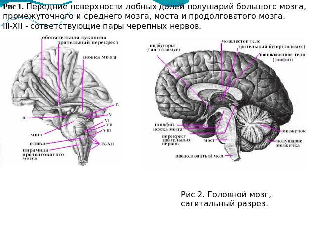 Рис 1. Передние поверхности лобных долей полушарий большого мозга, промежуточного и среднего мозга, моста и продолговатого мозга.III-XII - сответствующие пары черепных нервов.