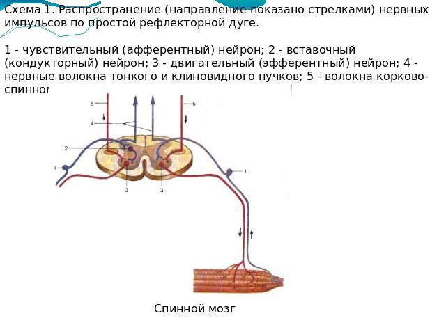 Схема 1. Распространение (направление показано стрелками) нервных импульсов по простой рефлекторной дуге.1 - чувствительный (афферентный) нейрон; 2 - вставочный (кондукторный) нейрон; 3 - двигательный (эфферентный) нейрон; 4 - нервные волокна тонког…