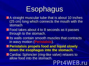 Esophagus A straight muscular tube that is about 10 inches (25 cm) long which co