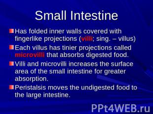 Small Intestine Has folded inner walls covered with fingerlike projections (vill