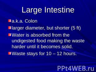Large Intestine a.k.a. Colonlarger diameter, but shorter (5 ft)Water is absorbed