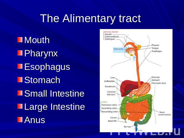 The Alimentary tract MouthPharynxEsophagusStomachSmall IntestineLarge IntestineAnus