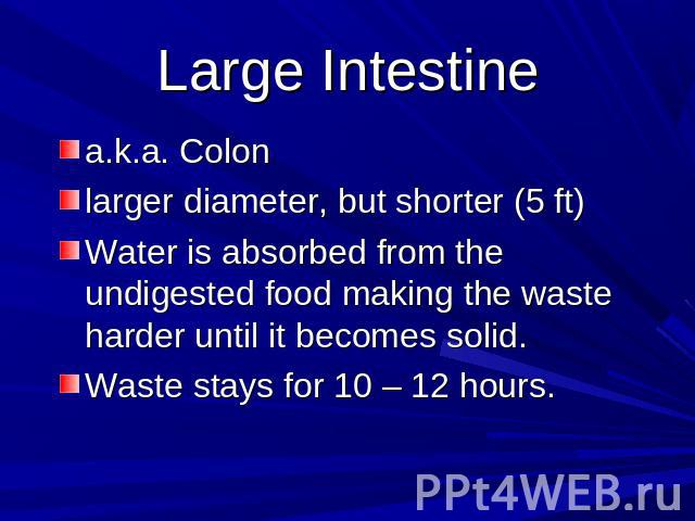 Large Intestine a.k.a. Colonlarger diameter, but shorter (5 ft)Water is absorbed from the undigested food making the waste harder until it becomes solid.Waste stays for 10 – 12 hours.
