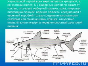Характерной чертой всех акул является хрящевой, а не костный скелет, 5-7 жаберны