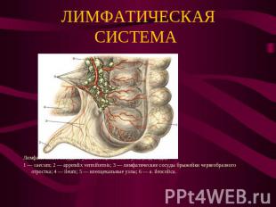 ЛИМФАТИЧЕСКАЯ СИСТЕМА Лимфатические сосуды и узлы илеоцекального угла (вид сзади