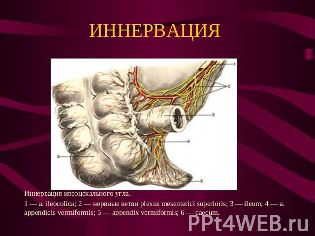 ИННЕРВАЦИЯ Иннервация илеоцекального угла. 1 — a. ileocolica; 2 — нервные ветви plexus mesenterici superioris; 3 — ileum; 4 — a. appendicis vermiformis; 5 — appendix vermiformis; 6 — caecum.
