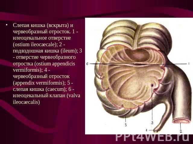 Слепая кишка (вскрыта) и червеобразный отросток. 1 - илеоцекальное отверстие (ostium ileocaecale); 2 - подвздошная кишка (ileum); 3 - отверстие червеобразного отростка (ostium appendicis vermiformis); 4 - червеобразный отросток (appendix vermiformis…