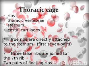 Thoracic cage ribs thoracic vertebrae sternum costal cartilages True ribs are di