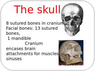 The skull8 sutured bones in craniumFacial bones: 13 sutured bones, 1 mandible Cr