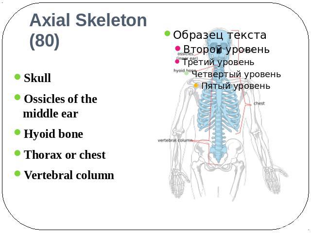 Axial Skeleton (80) Skull Ossicles of the middle earHyoid bone Thorax or chest Vertebral column