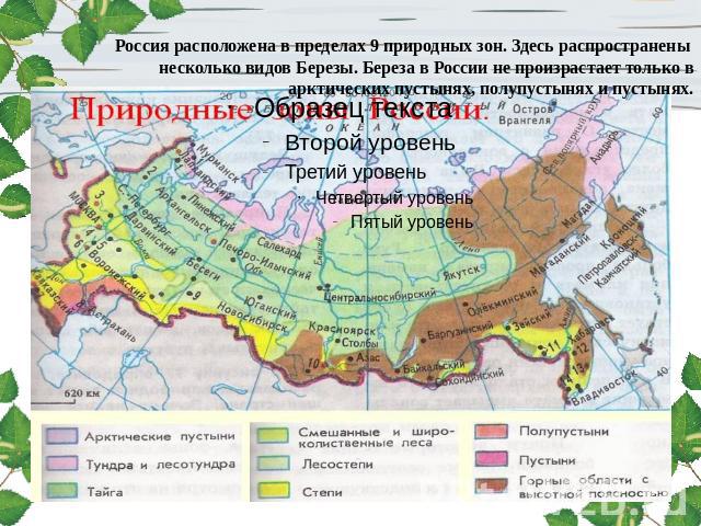 Россия расположена в пределах 9 природных зон. Здесь распространены несколько видов Березы. Береза в России не произрастает только в арктических пустынях, полупустынях и пустынях.