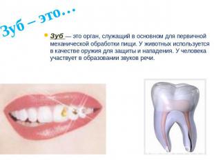 Зуб – это…Зуб — это орган, служащий в основном для первичной механической обрабо