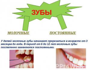 ЗУБЫУ детей молочные зубы начинают прорезаться в возрасте от 3 месяцев до года.