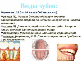 Виды зубов:резцы (8). Имеют долотообразную коронку, располагаются спереди по чет