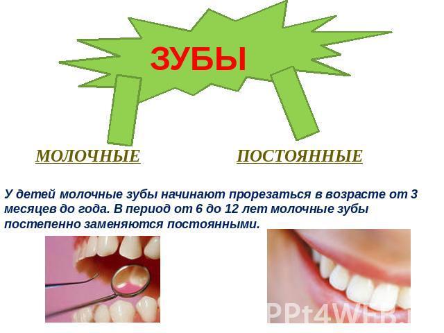 ЗУБЫУ детей молочные зубы начинают прорезаться в возрасте от 3 месяцев до года. В период от 6 до 12 лет молочные зубы постепенно заменяются постоянными.