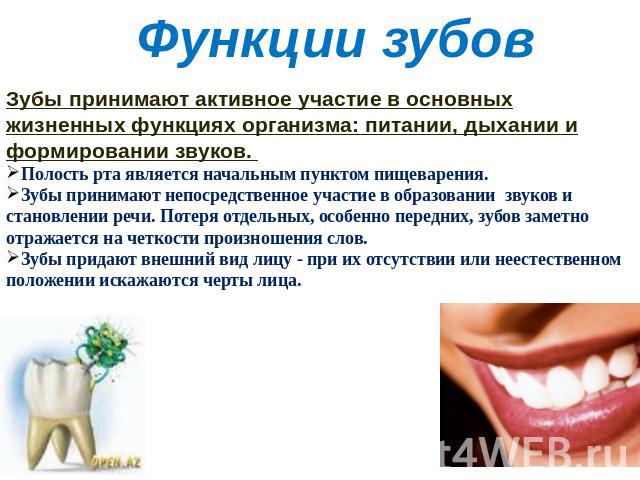 Функции зубовЗубы принимают активное участие в основных жизненных функциях организма: питании, дыхании и формировании звуков. Полость рта является начальным пунктом пищеварения. Зубы принимают непосредственное участие в образовании звуков и становле…