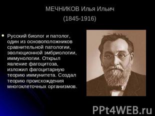 МЕЧНИКОВ Илья Ильич (1845-1916) Русский биолог и патолог, один из основоположник