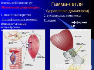 Мышечные рецепторы: 1. мышечные веретена (интрафузальные волокна)Эфференты: гамм