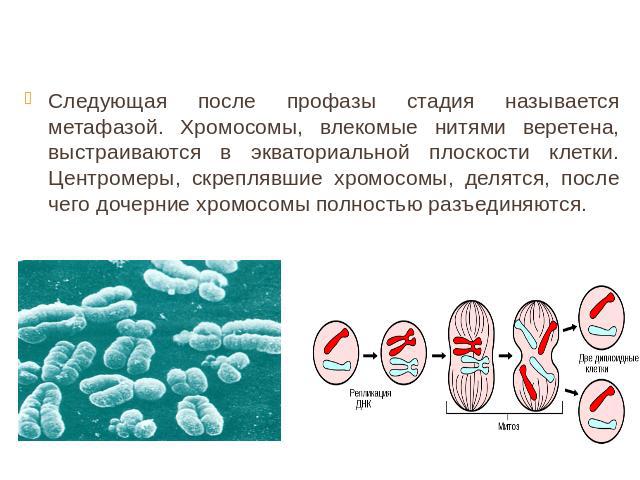 Следующая после профазы стадия называется метафазой. Хромосомы, влекомые нитями веретена, выстраиваются в экваториальной плоскости клетки. Центромеры, скреплявшие хромосомы, делятся, после чего дочерние хромосомы полностью разъединяются.