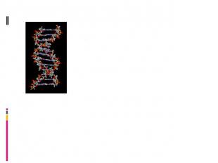 Согласно модели Крика – Уотсона, ДНК представляет двойную спираль, состоящую из