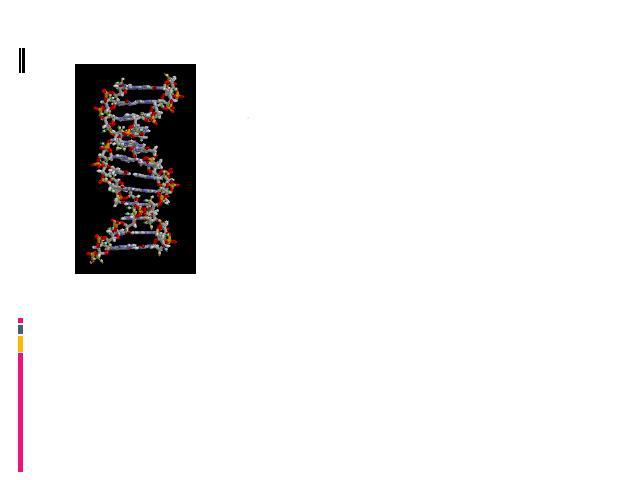 Согласно модели Крика – Уотсона, ДНК представляет двойную спираль, состоящую из двух цепей дезоксирибозофосфата, соединенных парами оснований аналогично ступенькам лестницы. Посредством водородных связей аденин соединяется с тимином, а гуанин – с ци…