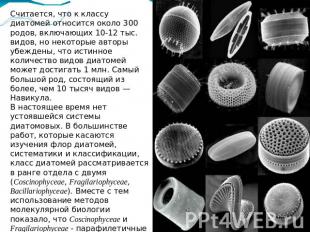 Считается, что к классу диатомей относится около 300 родов, включающих 10-12 тыс