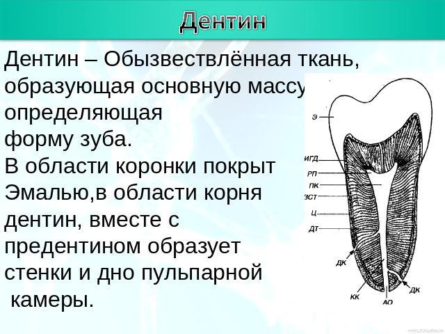 ДентинДентин – Обызвествлённая ткань, образующая основную массу и определяющая форму зуба.В области коронки покрыт Эмалью,в области корня дентин, вместе спредентином образует стенки и дно пульпарной камеры.