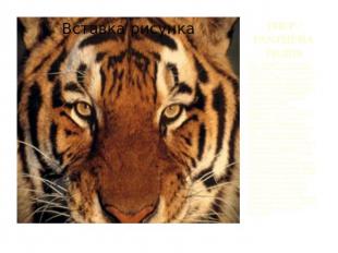 ТИГР / PANTHERA TIGRISТигр - самый крупный среди всех кошачьих. Они обитают в гу
