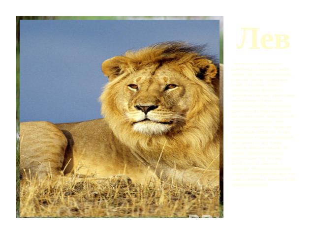 Лев Лев обитает на открытых равнинах. Его называют царём зверей. Лев - огромный хищник, с сильным, гибким, подвижным телом. Он хорошо бегает. Челюсти у льва мощные, с огромными клыками. Хватка льва лишь одними зубами очень сильная. Он может удержива…