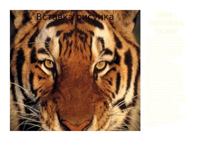 ТИГР / PANTHERA TIGRISТигр - самый крупный среди всех кошачьих. Они обитают в густых лесах и часто селятся около воды. Ни река, ни озеро не являются преградой для тигра, который не испытывает страха перед глубокой или текущей водой. Во время обеда т…