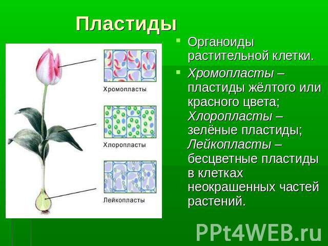 Пластиды Органоиды растительной клетки. Хромопласты – пластиды жёлтого или красного цвета; Хлоропласты – зелёные пластиды; Лейкопласты – бесцветные пластиды в клетках неокрашенных частей растений.