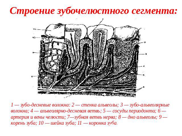 Строение зубочелюстного сегмента:1 — зубо-десневые волокна: 2 — стенка альвеолы; 3 — зубо-альвеолярные волокна; 4 — альвеолярно-десневая ветвь; 5 — сосуды периодонта; 6 — артерия и вены челюсти; 7—зубная ветвь нерва; 8 — дно альвеолы; 9 — корень зуб…