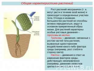 Общая характеристика растенийРост растений неограничен (т. е. могут расти в тече