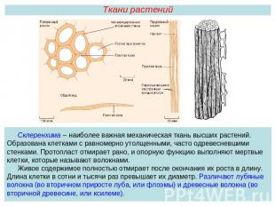 Ткани растенийСклеренхима – наиболее важная механическая ткань высших растений.