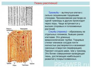 Ткани растенийТрахеиды – вытянутые клетки с сильно скошенными торцевыми стенками