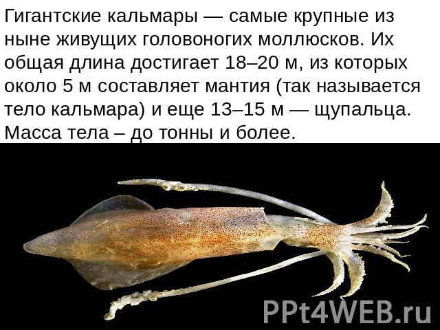 Гигантские кальмары — самые крупные из ныне живущих головоногих моллюсков. Их общая длина достигает 18–20 м, из которых около 5 м составляет мантия (так называется тело кальмара) и еще 13–15 м — щупальца. Масса тела – до тонны и более.