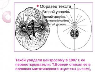 Такой увидели центросому в 1887 г. ее первооткрыватели: Т.Бовери описал ее в пол