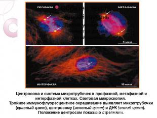 Центросома и система микротрубочек в профазной, метафазной и интерфазной клетках