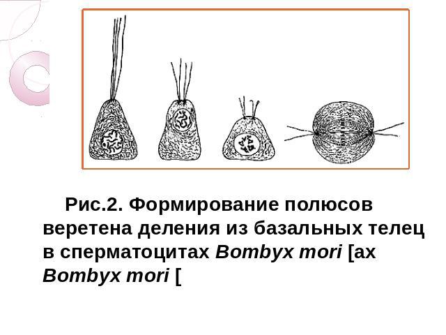Рис.2. Формирование полюсов веретена деления из базальных телец в сперматоцитах Bombyx mori [ах Bombyx mori [