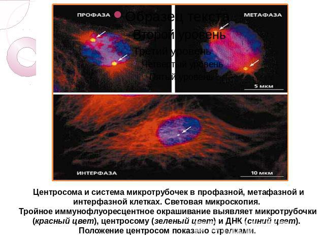 Центросома и система микротрубочек в профазной, метафазной и интерфазной клетках. Световая микроскопия. Тройное иммунофлуоресцентное окрашивание выявляет микротрубочки (красный цвет), центросому (зеленый цвет) и ДНК (синий цвет). Положение центросом…