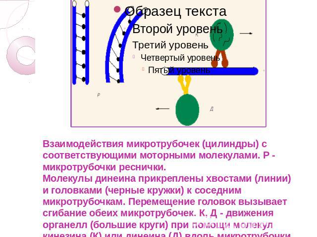 Взаимодействия микротрубочек (цилиндры) с соответствующими моторными молекулами. Р - микротрубочки реснички.Молекулы динеина прикреплены хвостами (линии) и головками (черные кружки) к соседним микротрубочкам. Перемещение головок вызывает сгибание об…