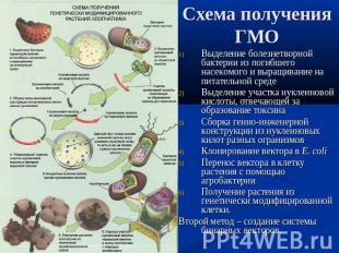 Схема получения ГМОВыделение болезнетворной бактерии из погибшего насекомого и в
